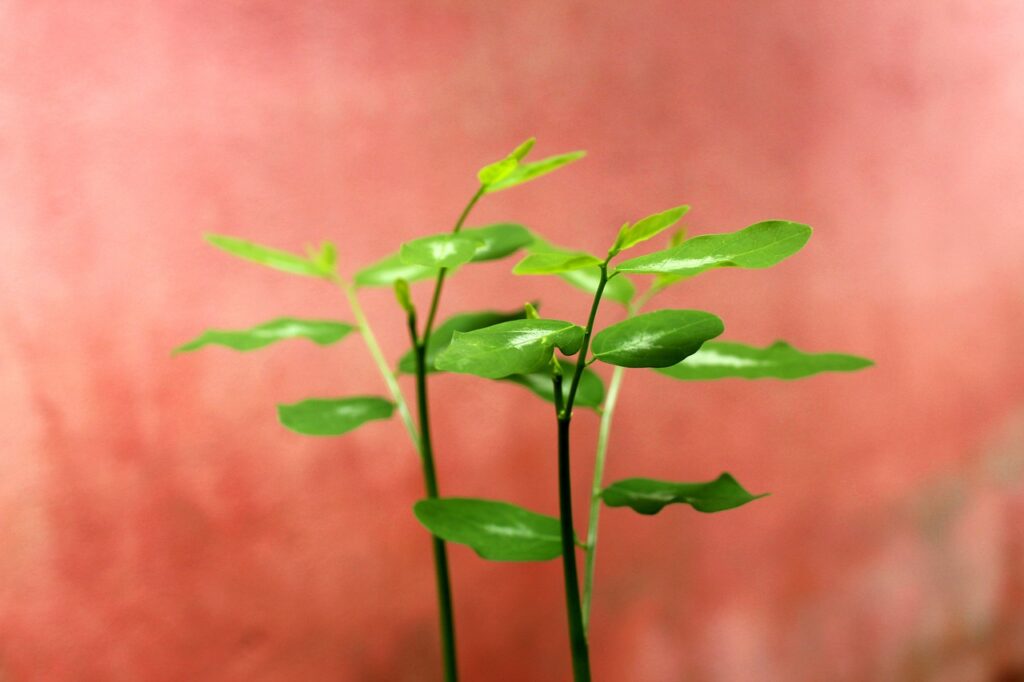 30代で子ありの方におすすめの婚活アプリは？