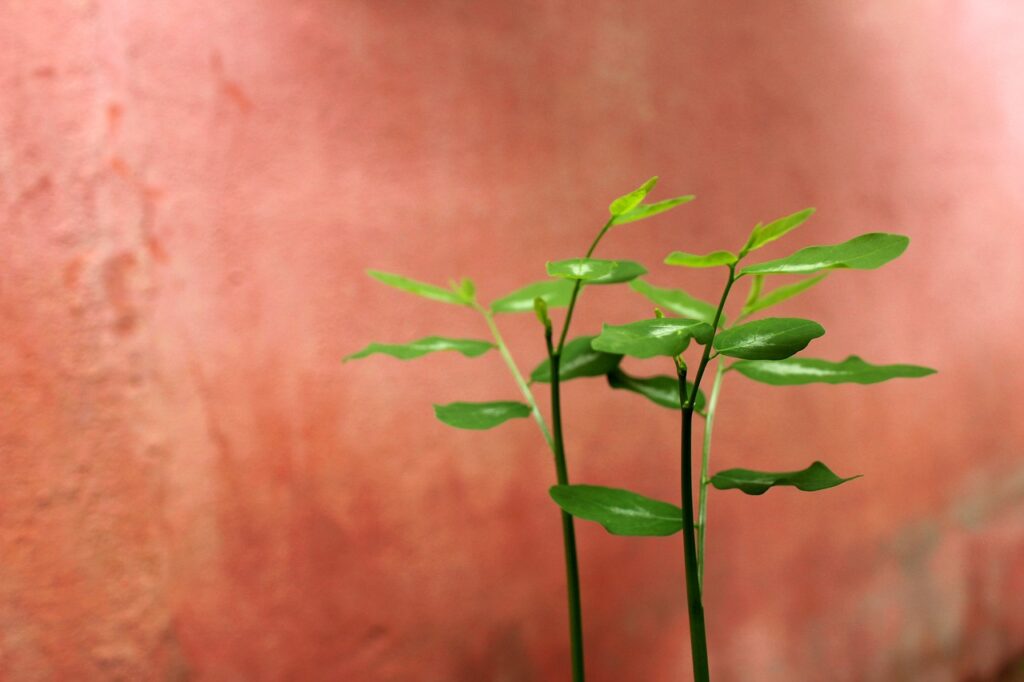 30代の大人婚活に最適なアプリの強みとは？